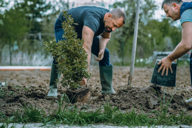 Best Commercial Tree Services  in Borger, TX