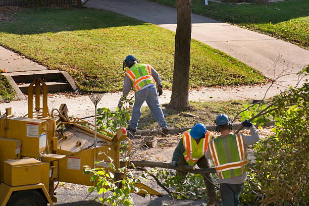 How Our Tree Care Process Works  in  Borger, TX